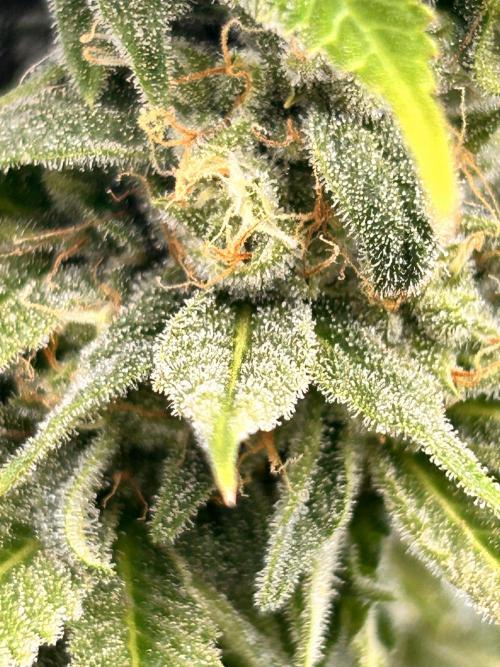 Out Da Ga Woods. Week 16