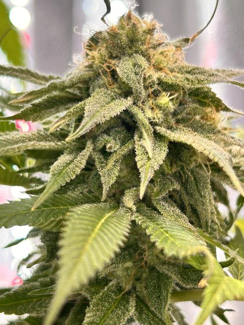 Out Da Ga Woods. Week 16