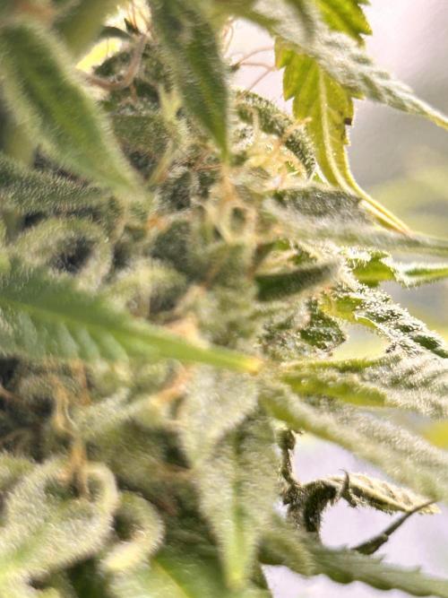 Out Da Ga Woods. Week 16