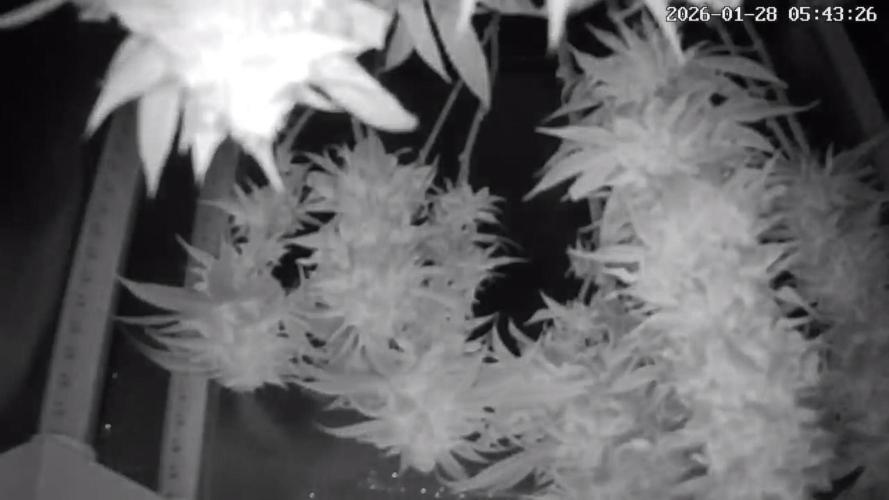 Out Da Ga Woods. Week 17