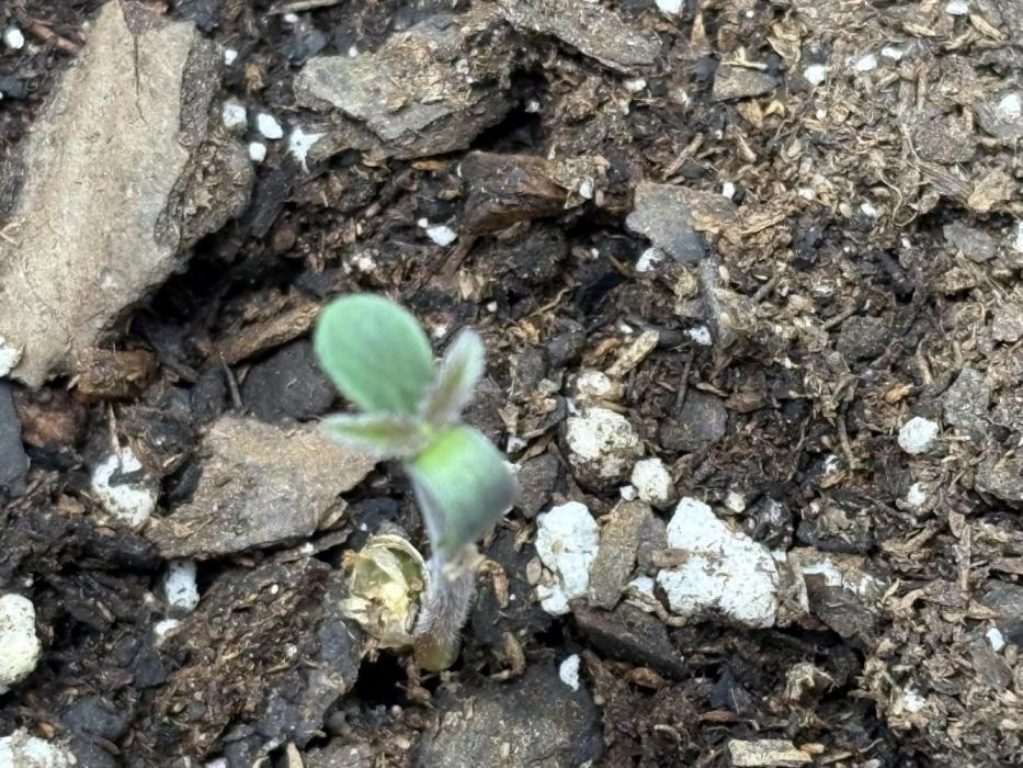 Alaskan Bananaberry Auto. Week 0