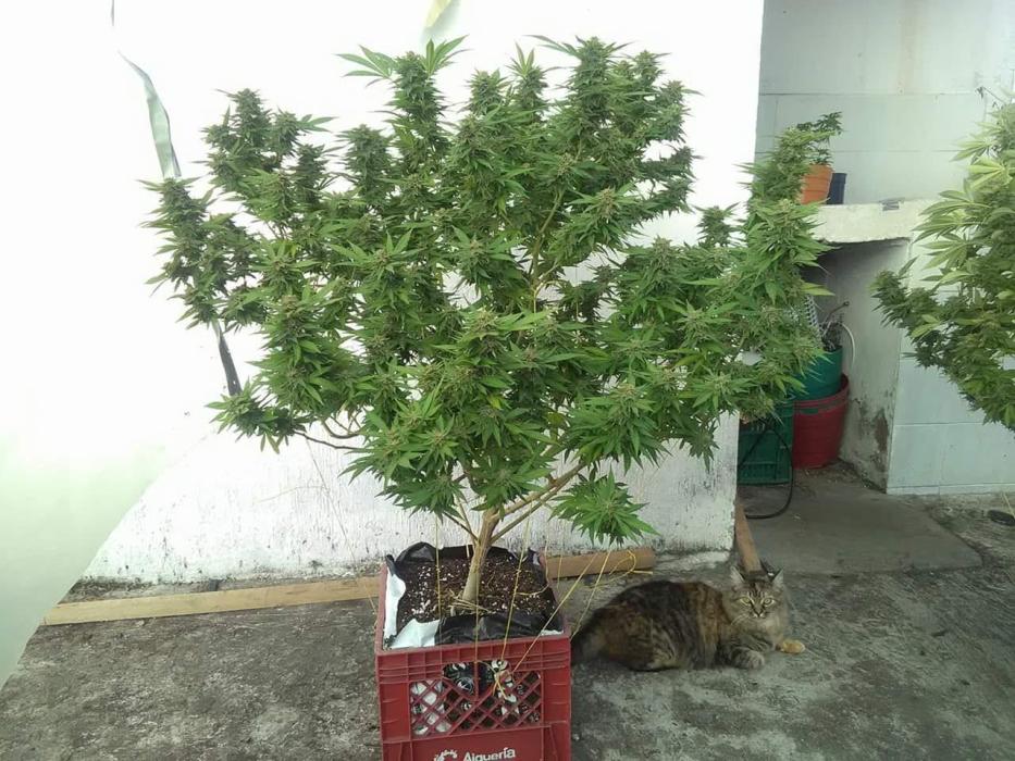 Black Mamba bush. Week 15