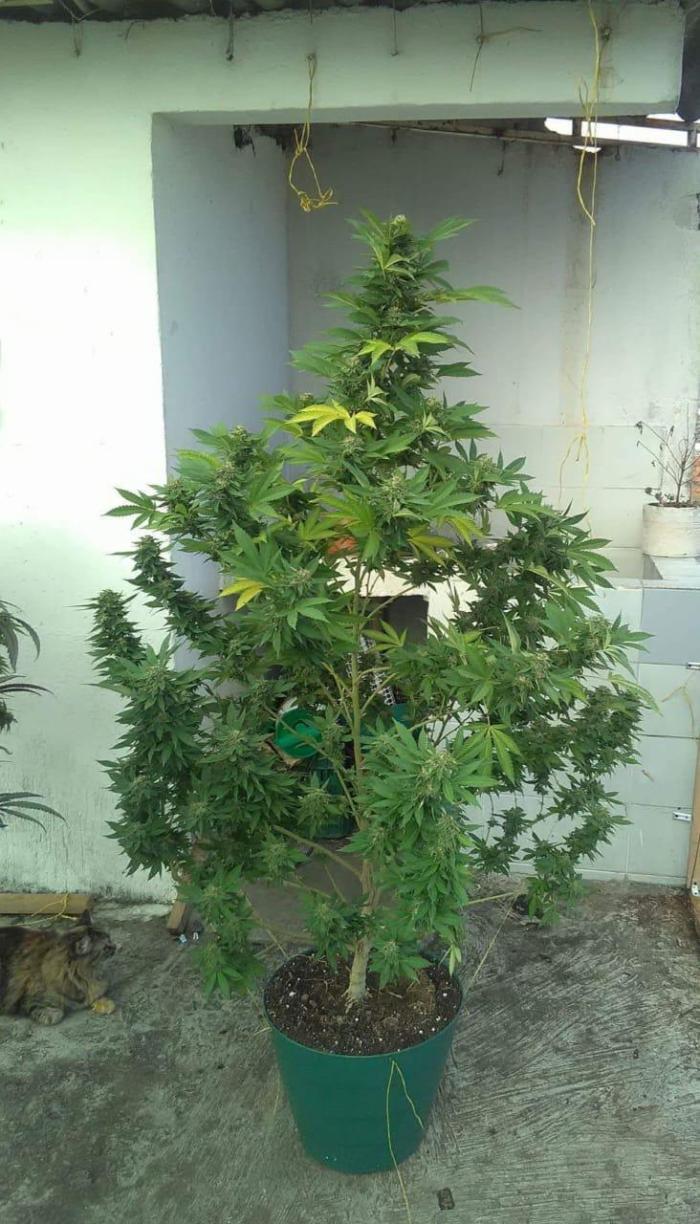 Dinafem Cheese clone. Week 18