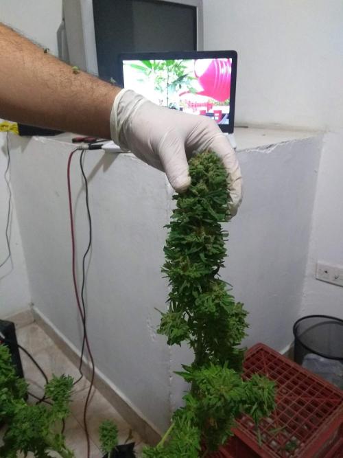 Black Mamba bush. Week 16