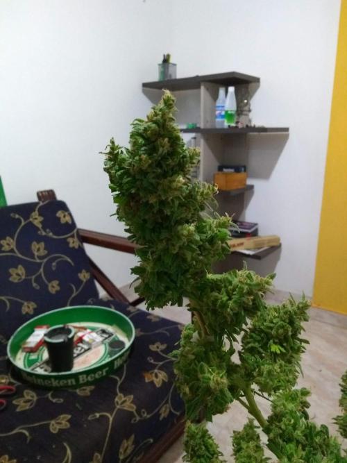 Black Mamba bush. Week 16