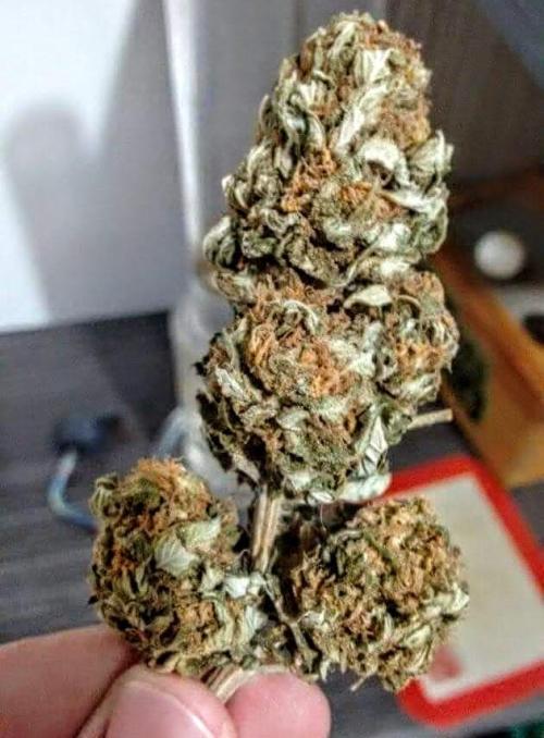 Black Mamba bush. Week 16