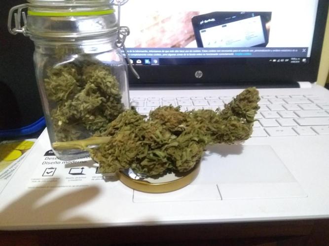 Black Mamba bush. Week 16