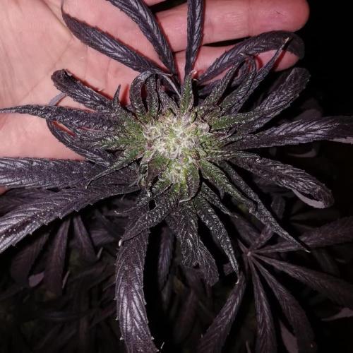 Peyote Purple. Week 12