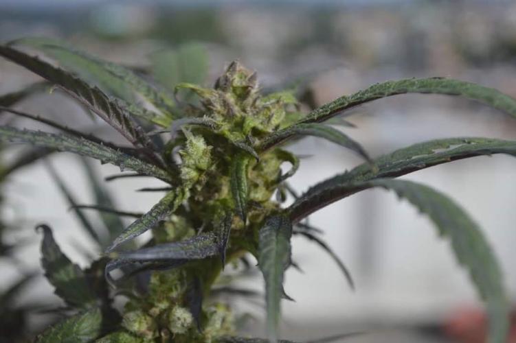 Peyote Purple. Week 12