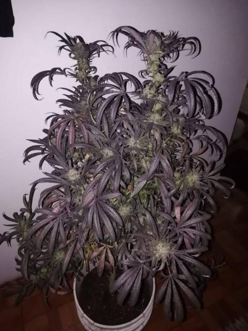 Peyote Purple. Week 12