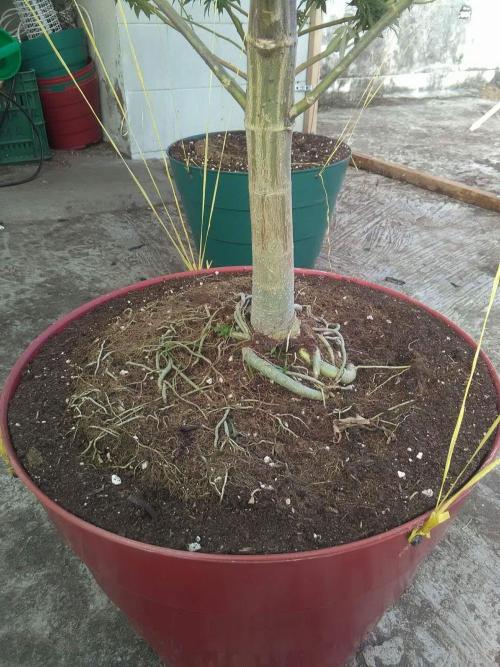 Peyote Purple. Week 12