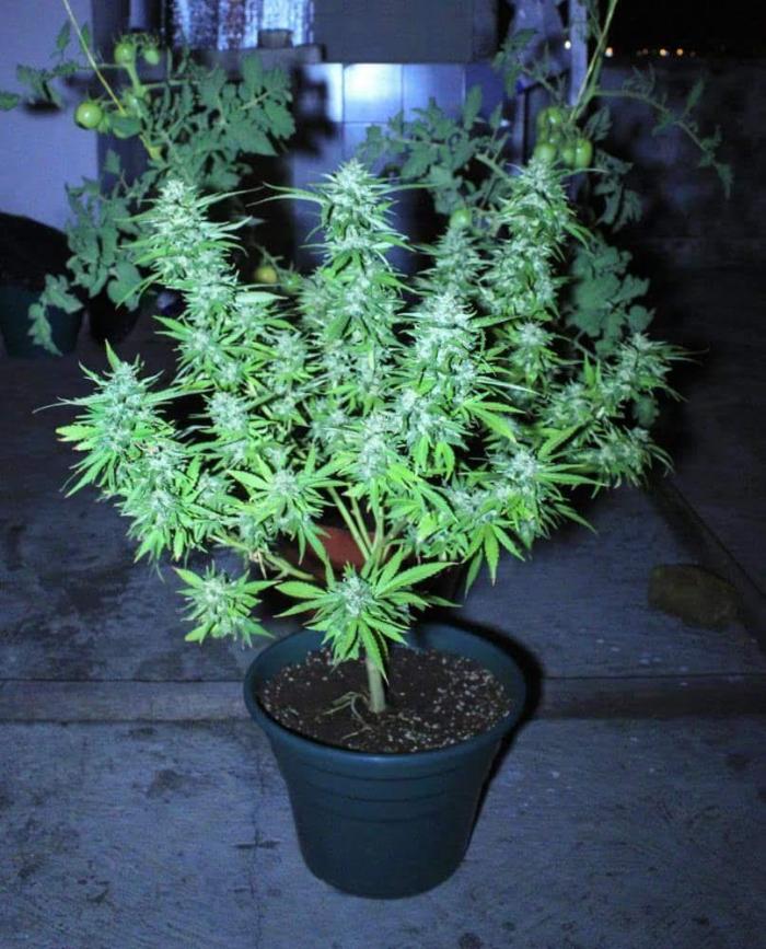 Channel+ (clone). Week 10