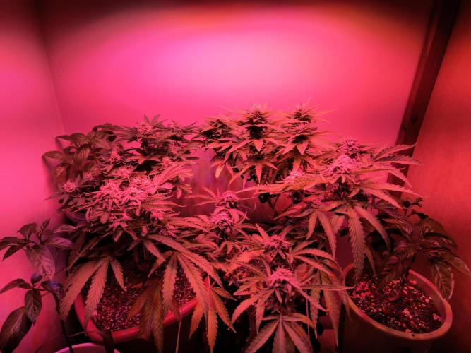 Microgrowing closet/window. Week 8