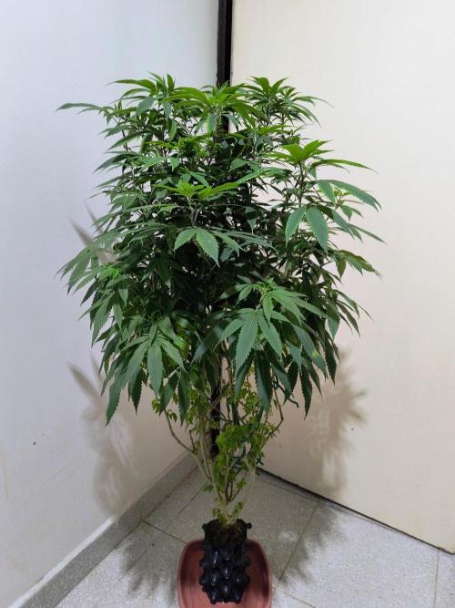 Blueberry Regular. Week 13