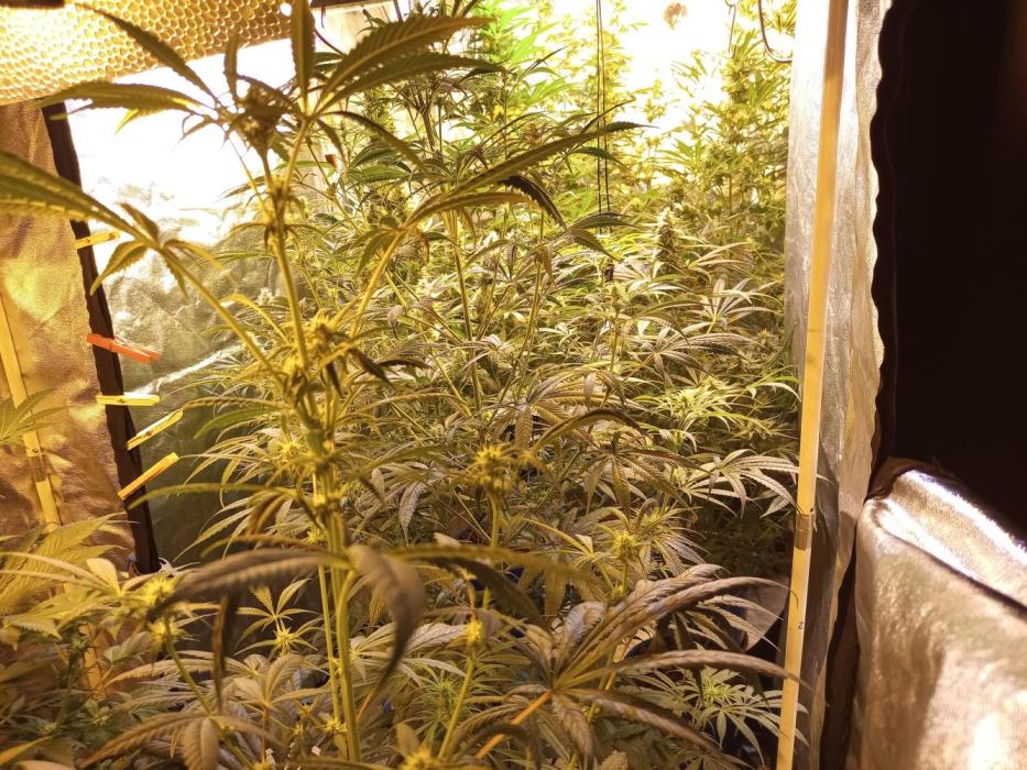 just jumped in. Week 4 - 4th week of flowering