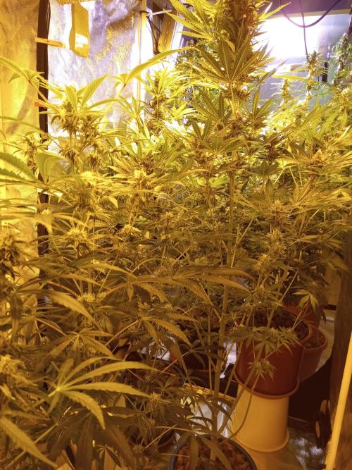 just jumped in. Week 5 - 5th week flowering started.