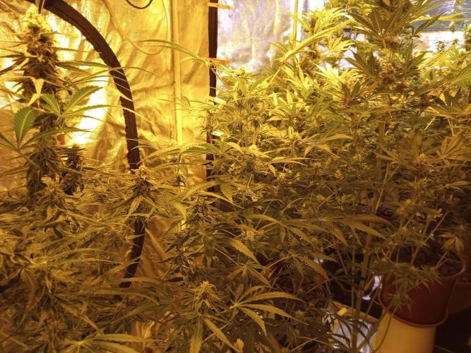 just jumped in. Week 5 - 5th week flowering 