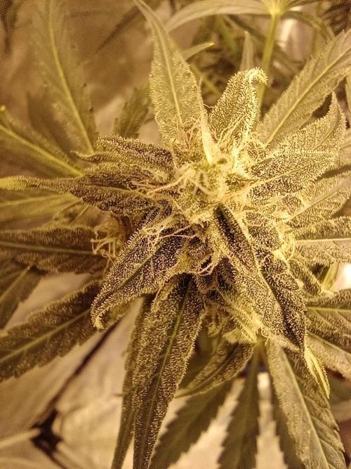 just jumped in. Week 6 - RQS TITAN F1 auto