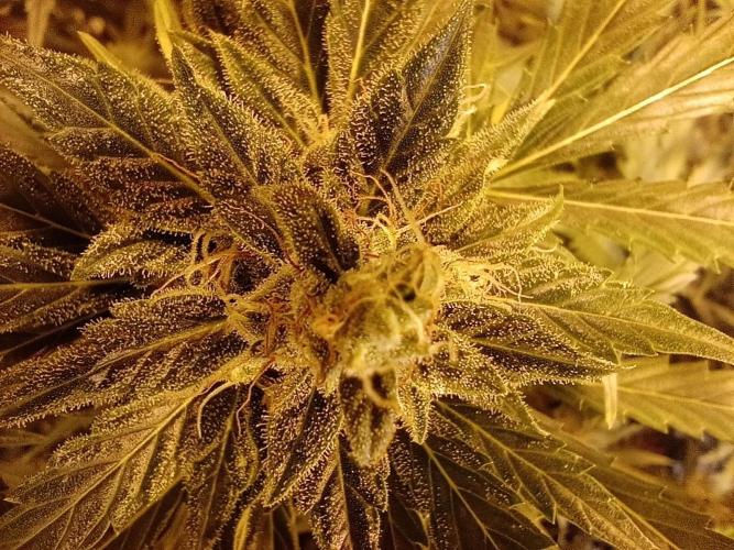 just jumped in. Week 6 - SENSI SEEDS SKUNK #1 Auto