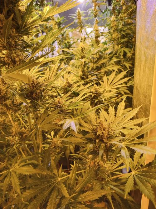 just jumped in. Week 6 - canna forrest