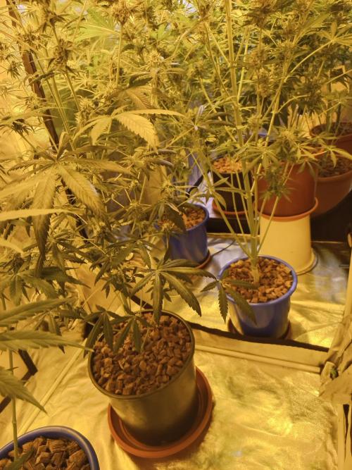 just jumped in. Week 6 - blue pot menas auto