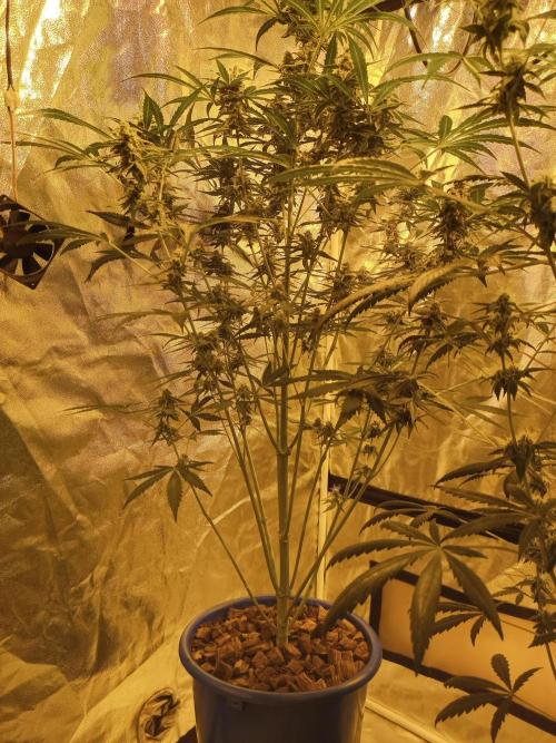 just jumped in. Week 6 - RQS TITAN F1 auto