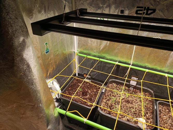 Auto & Mama Grow. Week 1