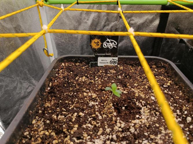 Auto & Mama Grow. Week 1