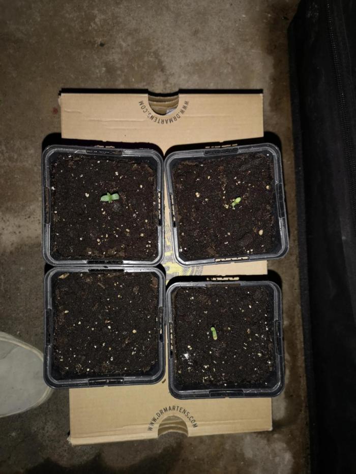 Banana Punch  Linda Seeds. Week 0