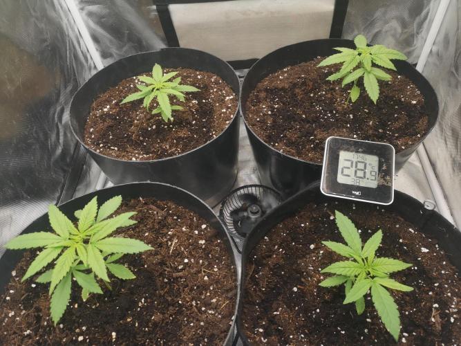 Banana Punch  Linda Seeds. Week 1