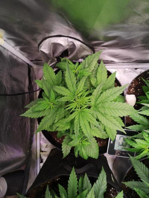 Banana Punch  Linda Seeds. Week 1