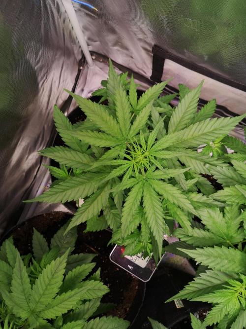 Banana Punch  Linda Seeds. Week 1