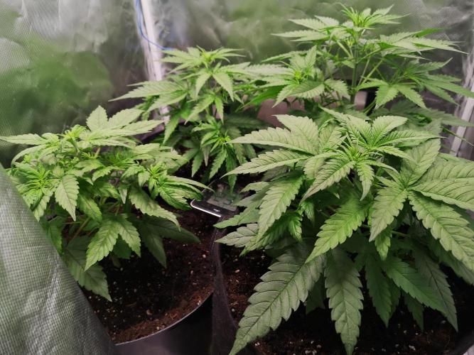 Banana Punch  Linda Seeds. Week 1