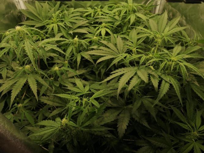 Banana Punch  Linda Seeds. Week 2