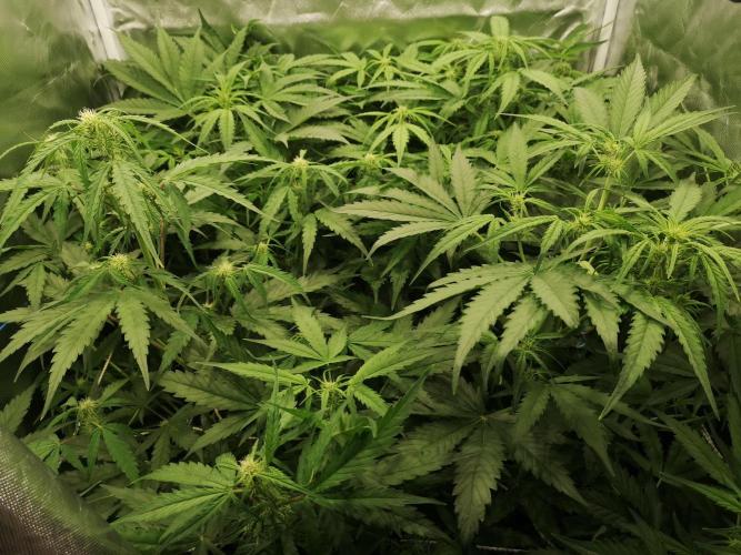 Banana Punch  Linda Seeds. Week 2