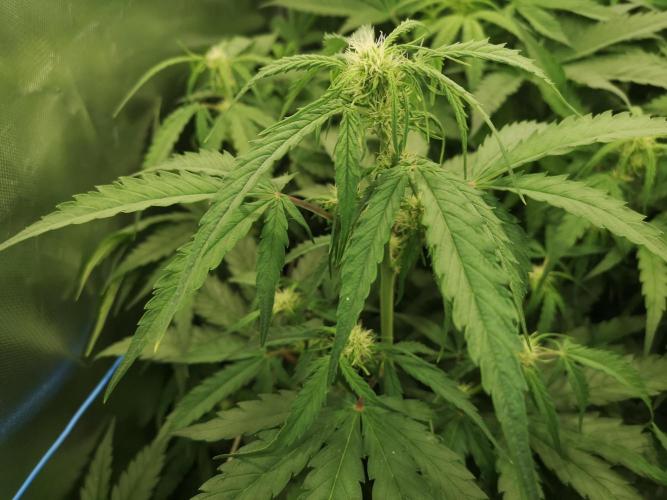 Banana Punch  Linda Seeds. Week 2