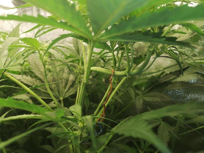 Banana Punch  Linda Seeds. Week 2