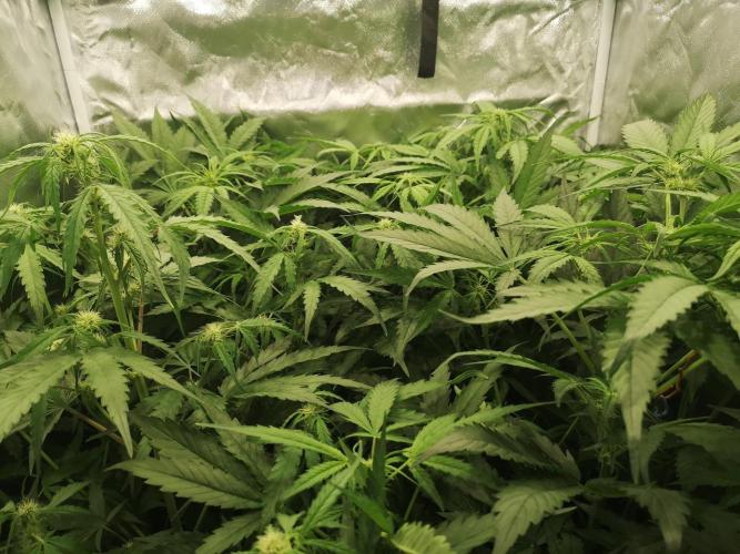 Banana Punch  Linda Seeds. Week 2