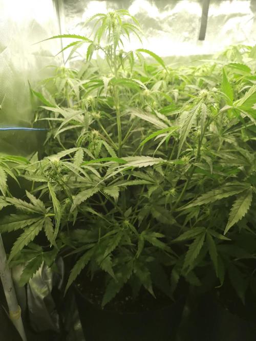 Banana Punch  Linda Seeds. Week 2