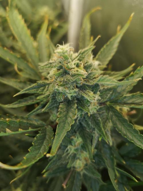 Banana Punch  Linda Seeds. Week 2