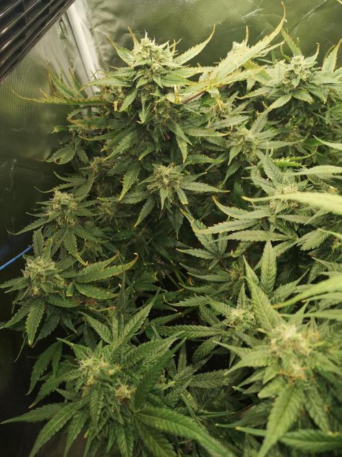 Banana Punch  Linda Seeds. Week 2