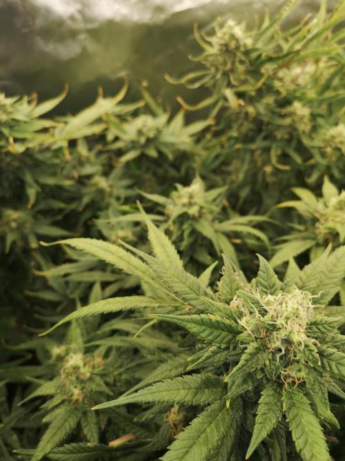 Banana Punch  Linda Seeds. Week 2