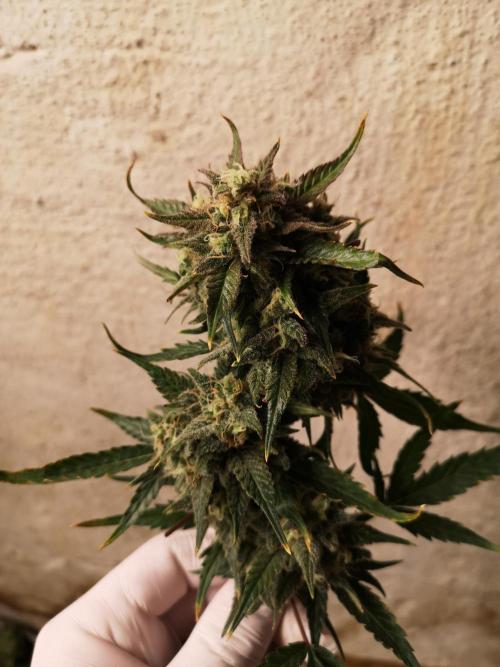 Banana Punch  Linda Seeds. Week 3