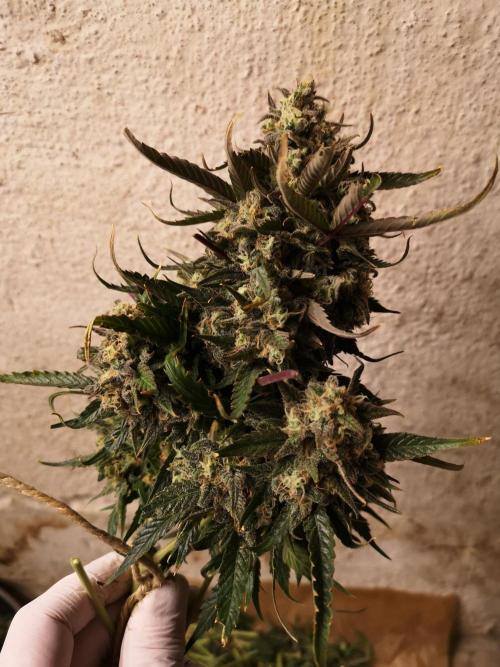 Banana Punch  Linda Seeds. Week 3