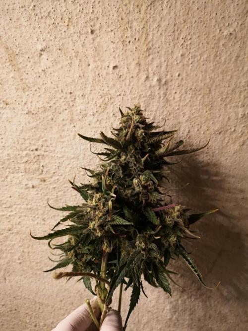 Banana Punch  Linda Seeds. Week 3