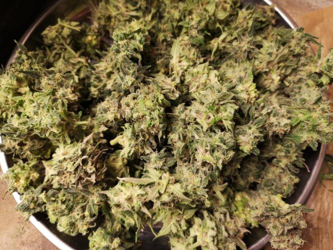 Banana Punch  Linda Seeds. Week 3