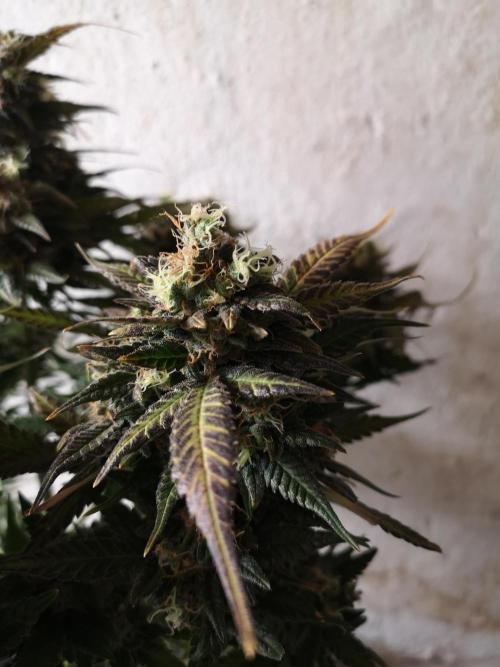 Banana Punch  Linda Seeds. Week 3