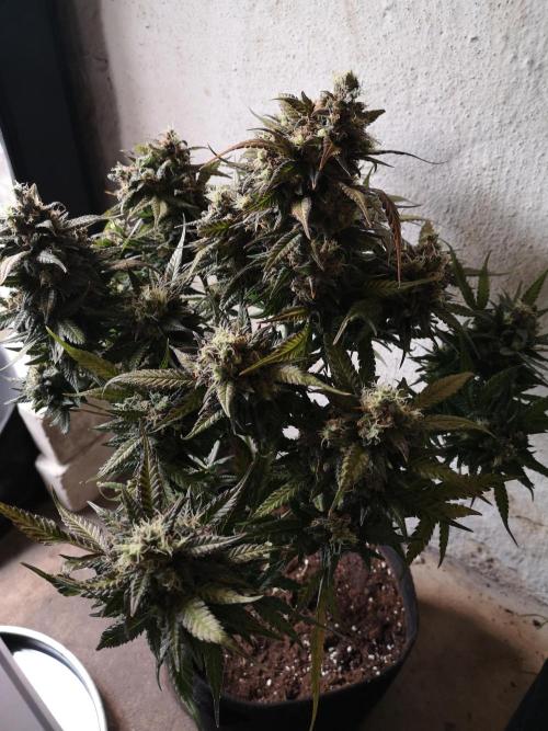 Banana Punch  Linda Seeds. Week 3