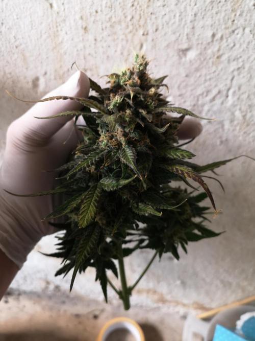 Banana Punch  Linda Seeds. Week 3