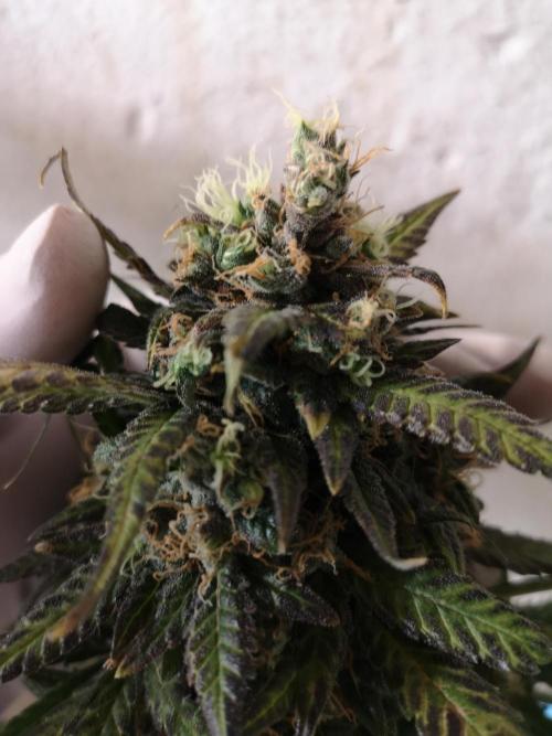 Banana Punch  Linda Seeds. Week 3